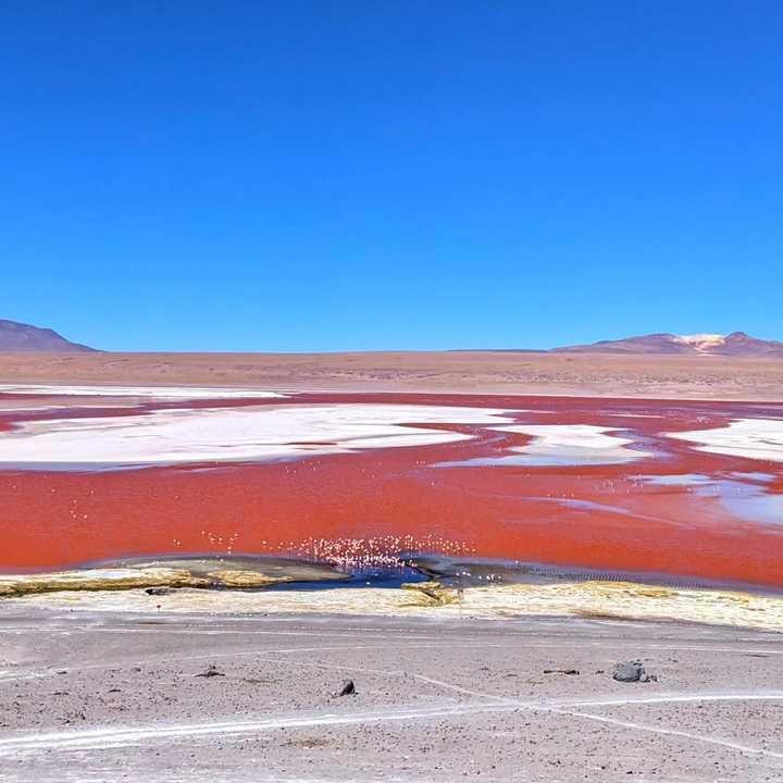 Lagoon with flamingos and bright red algae.