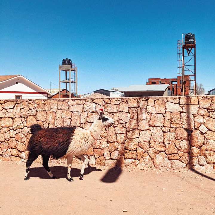 Llama walking along the dusty streets of the mining town of San Cristobal.